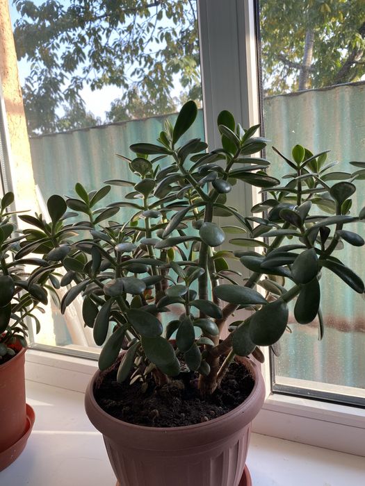 Комнатные цветы денежное дерево