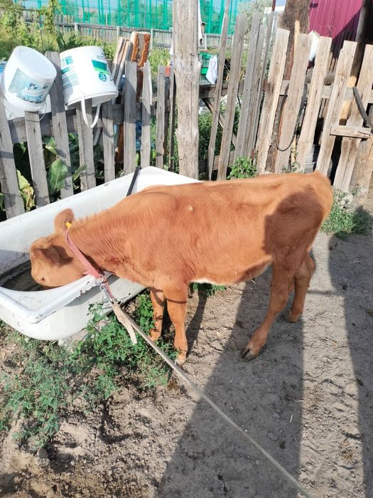 Продам три коровы