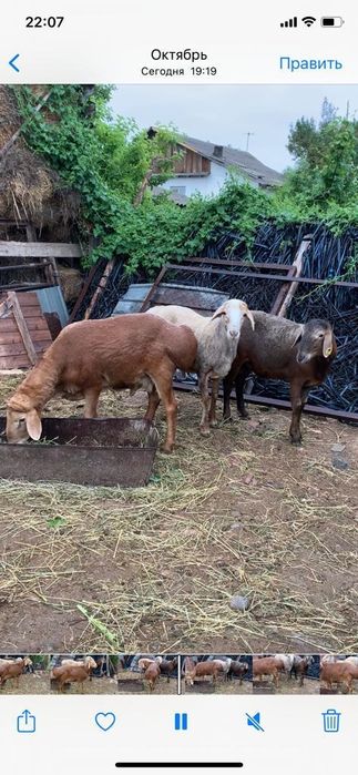 Продам молодых кошкаров