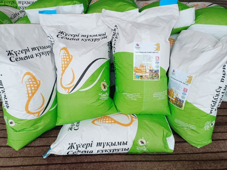 Семена кукурузы. Жүгері тұқымы.