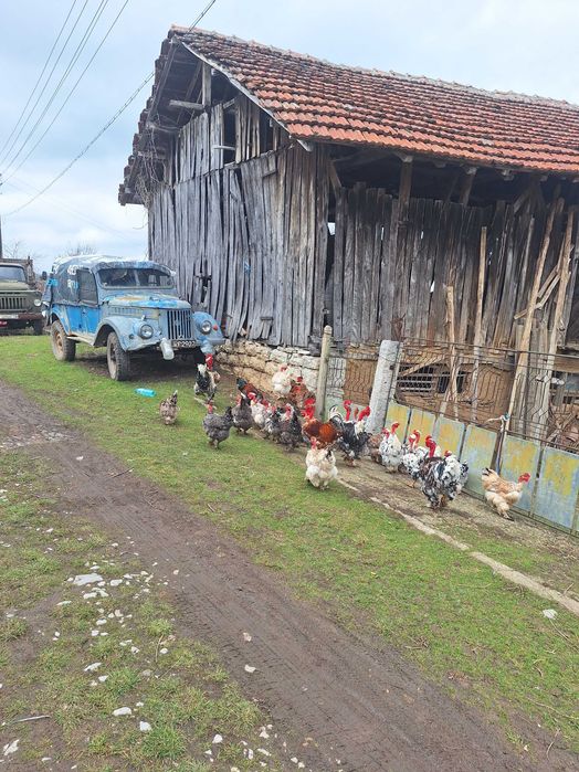 Продавам яйца от кокошки голошийки