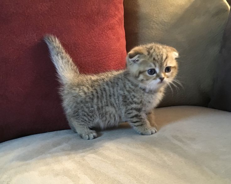 Шотландские котята