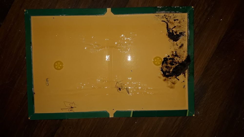 Capcana lipici pe carton pt soareci. 10 buc