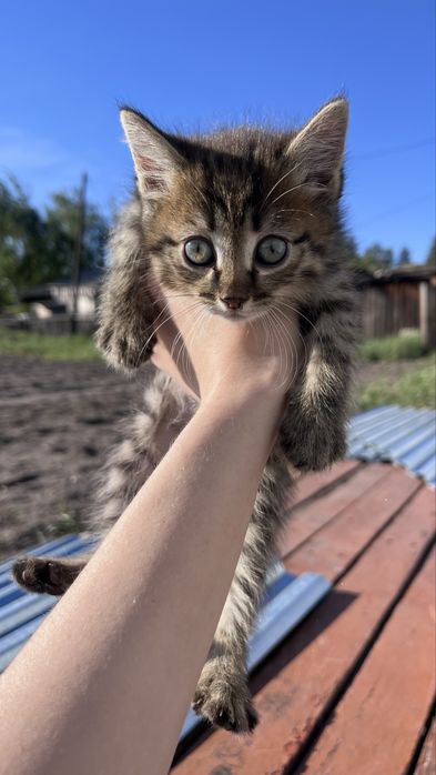 Котята прекрасные
