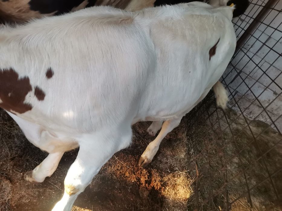 Vând vițel tânăr