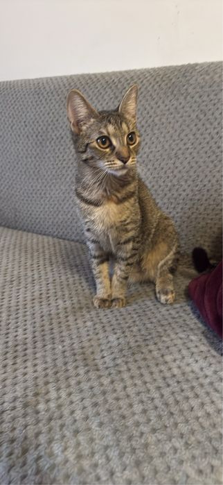 Spre adopție: Luna, o fetiță de 4 luni pură energie și iubire!