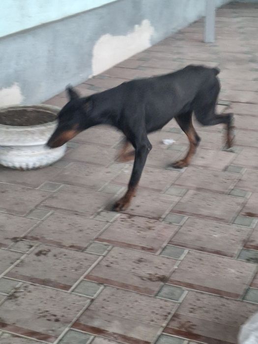 Доберман сатылады.