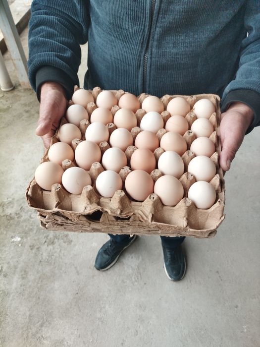 Адлер тухумларига заказ оламиз 7000 сум