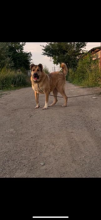 Продам собаку алабай
