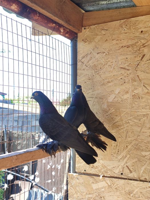 Продаж голубей разные