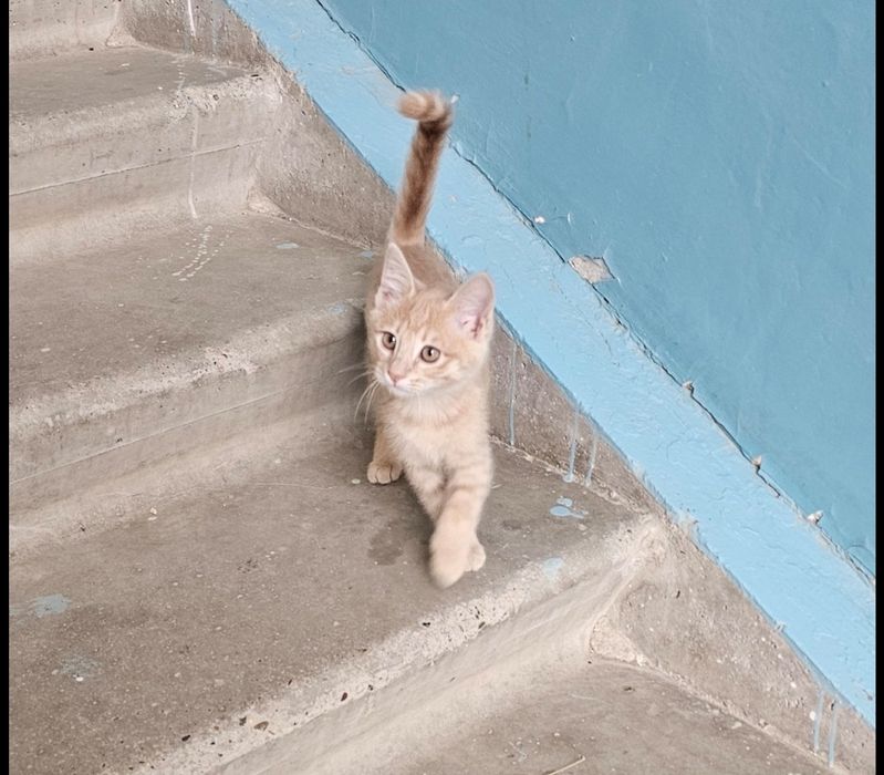 Отдам Рыжую девочку.