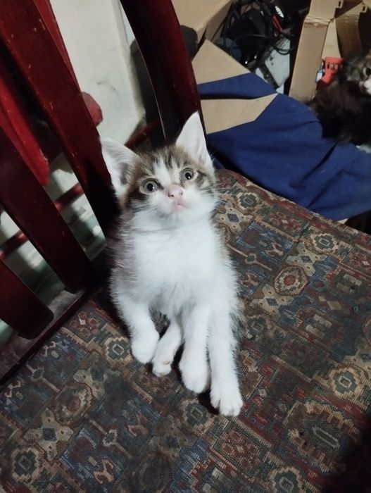 КОТЯТА в добрые руки отдам