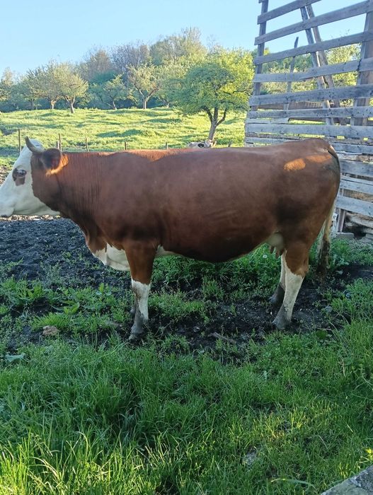 Vaca bălțată românească  de vanzare