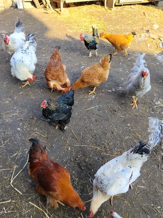 Vând cocoși și cocoși pitici