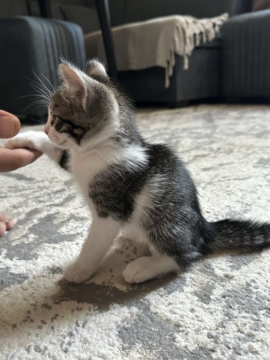Котёнок(мальчик) ищет любящую семью