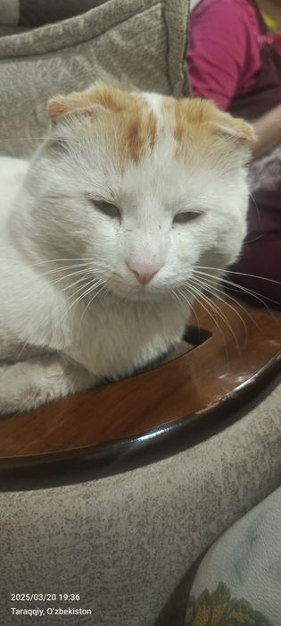 Mushuk skottish fold erkak 1 yillik mushuk