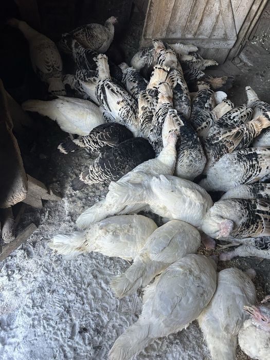 Индюки на развидение