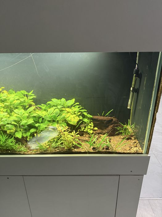 Растения для аквариума