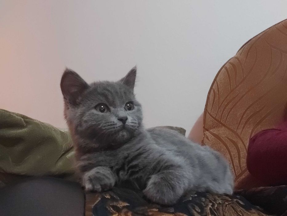 Выгул собак, кошек