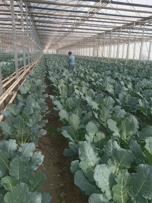 Теплица 2 Гектар ижарага берамиз ёки сотилади 5 йилда булиб тулаш