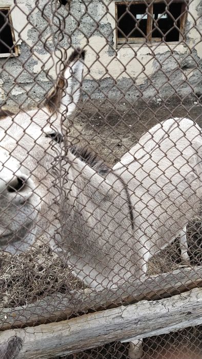 Ишачиха 8 лет сильная