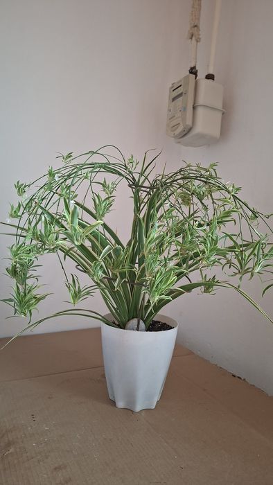 Хлорафитум 4500т