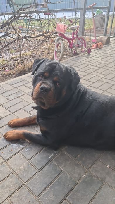 Ротвелер БОСС ищет невесту для вязки.