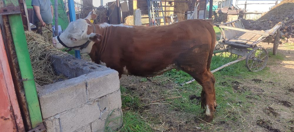 сатылады таналар