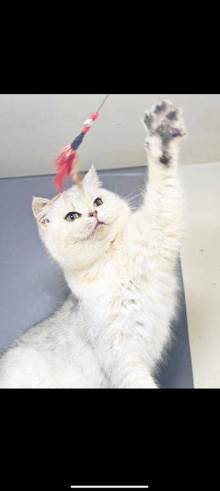 Serebristy winwilla ogil bola sotiladi zoti toza elegant  sotiladi