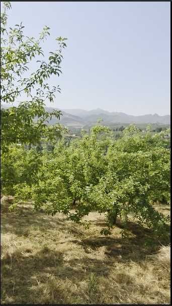 Продаётся 2 участка в Кумушкане.