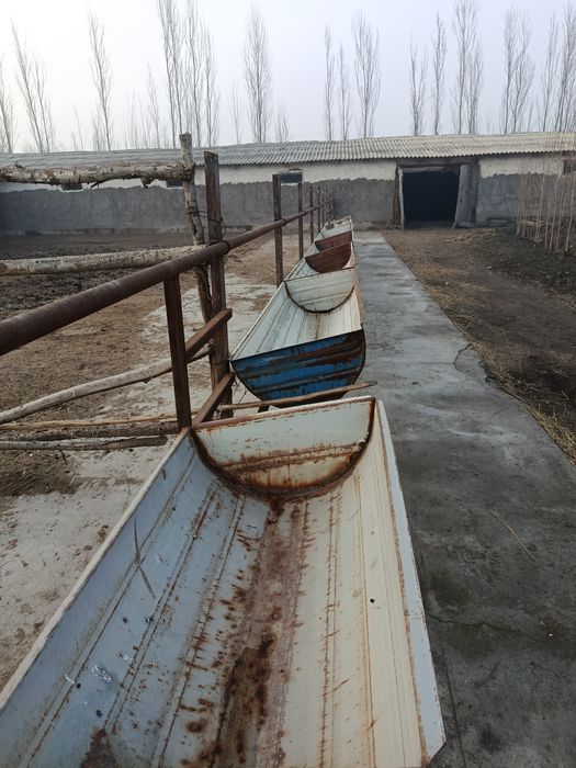 Ferma mol qoʻy boqishga