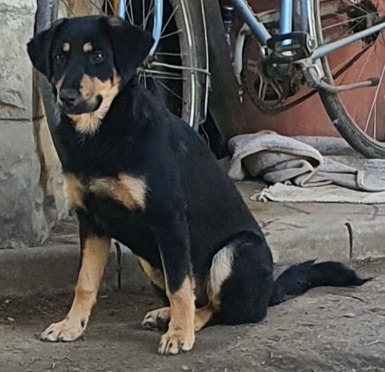 Dau pentru adoptie 2 caini frumosi si lipiciosi, o fetita si un baiat