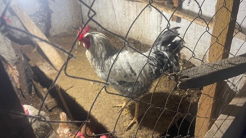 Доминант әтештері сатылады