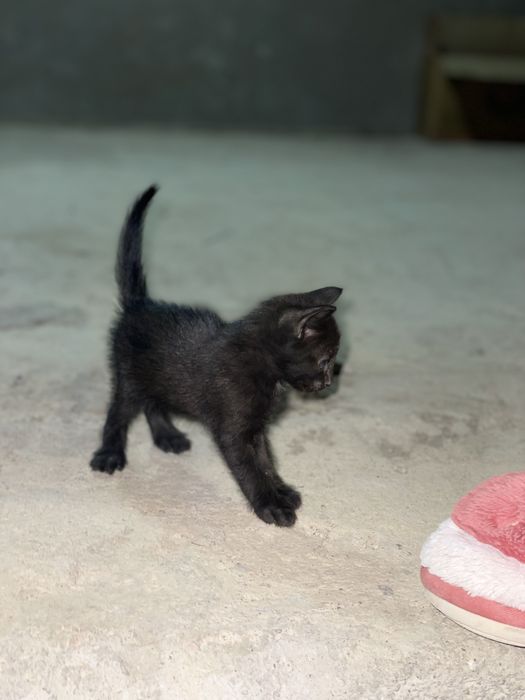 Кошка с котятами