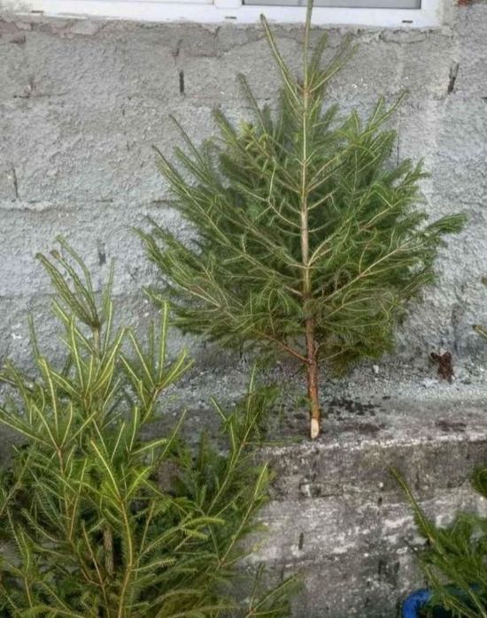 Brazi naturali pentru nunta
