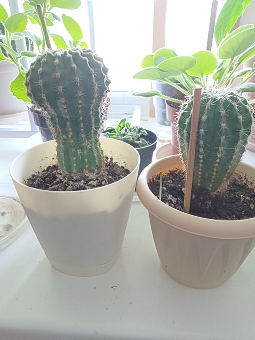 Цветочки от 700 т.