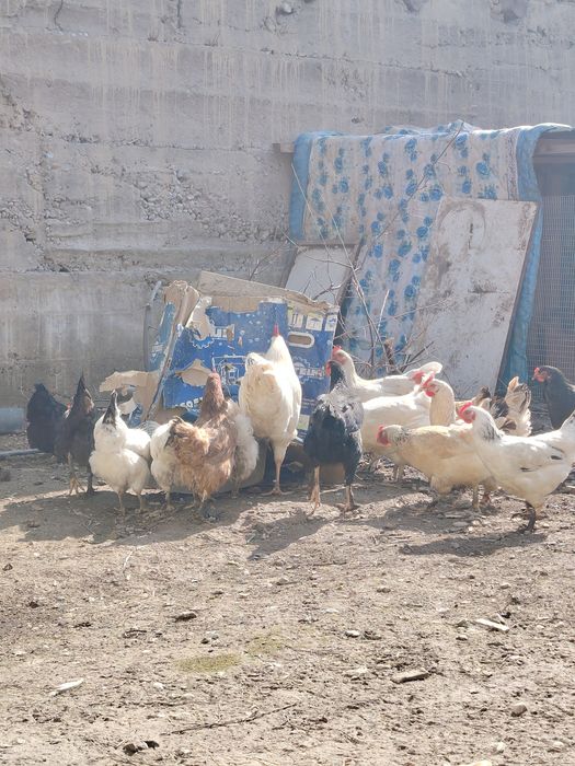 Продам яйца домашних кур инкубационные