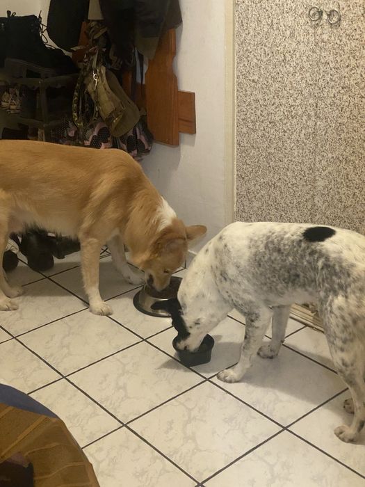 Plimbat căței & vizite la animale – Bucuresti