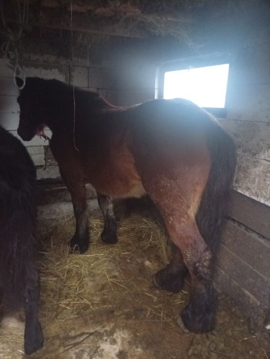 Vând său schimb cu vaci