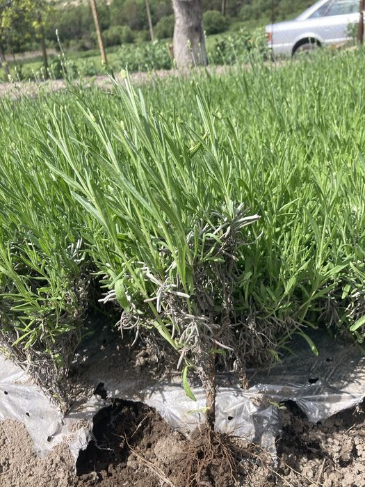 Лавандула разсад