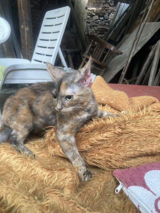 Подарявам улични котки