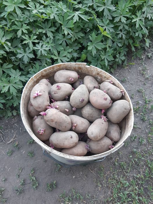 Продам Картошку дачную