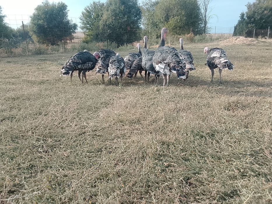 Продам продам продам