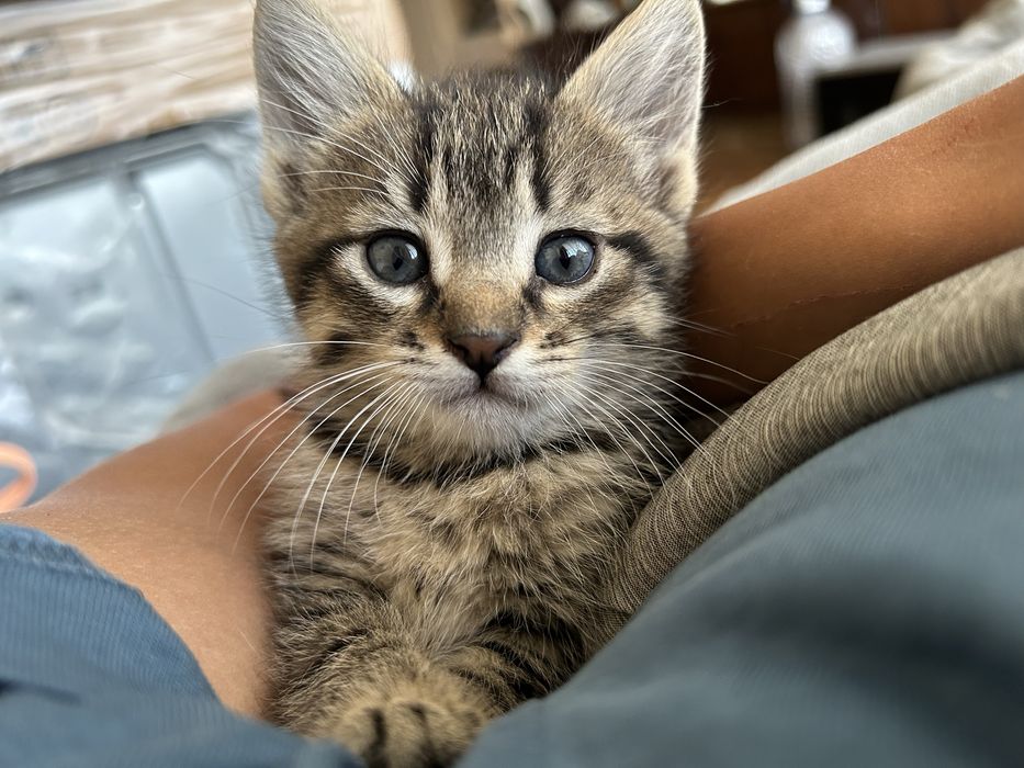 Бебета котета