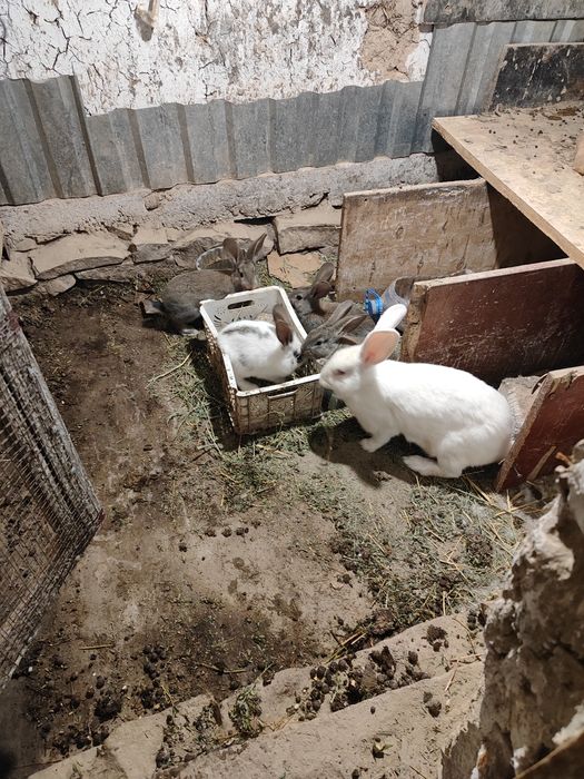 Продам крольчат . Порода крупная.