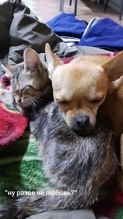 вязка чихуахуа девочка ищем кабеля