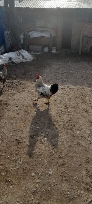 Продаём кур петушков