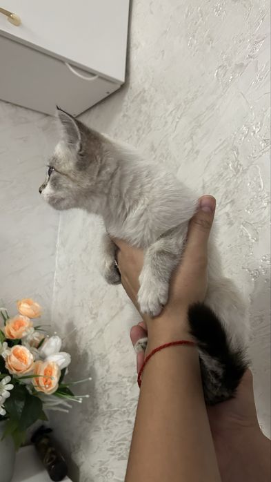 Найдена кошечка
