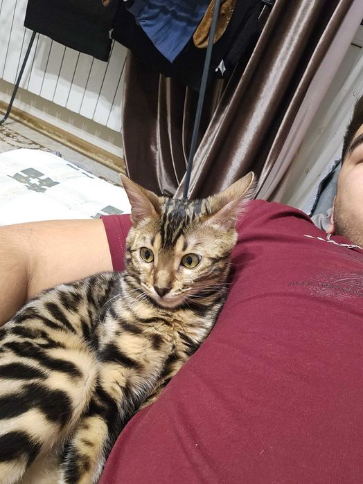 Бенгальский котенок