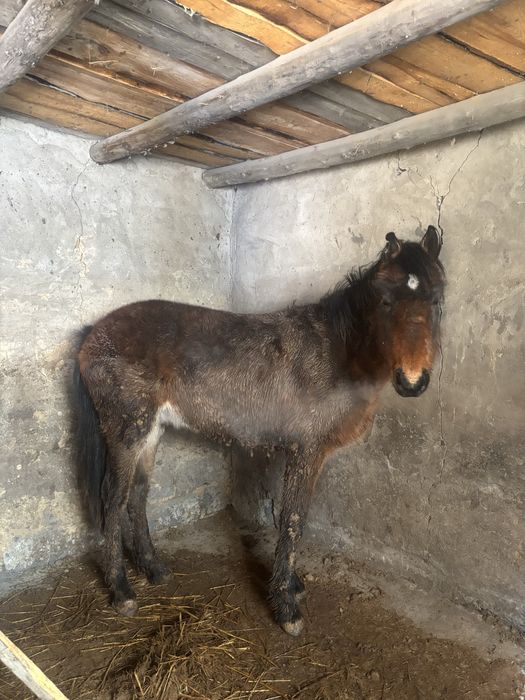 Тай кунан сатылады